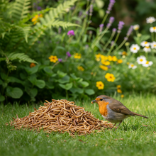 Lade das Bild in den Galerie-Viewer, Mehlwürmer - getrocknet