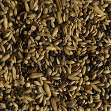 Lade das Bild in den Galerie-Viewer, Wildvogelsamen