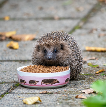 Lade das Bild in den Galerie-Viewer, Igel-Schale