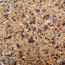 Lade das Bild in den Galerie-Viewer, Großsittich Excellent