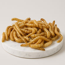 Lade das Bild in den Galerie-Viewer, Mehlwürmer - lebend - 1kg Einzelfuttermittel