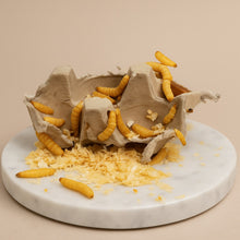 Lade das Bild in den Galerie-Viewer, Bienenmaden/Wachsmottenlarven