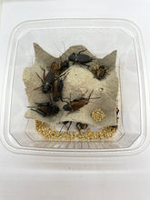 Lade das Bild in den Galerie-Viewer, Zweifleckgrillen