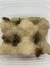 Lade das Bild in den Galerie-Viewer, Steppengrillen