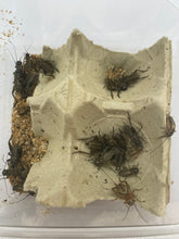 Lade das Bild in den Galerie-Viewer, Steppengrillen