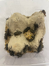 Lade das Bild in den Galerie-Viewer, Zweifleckgrillen