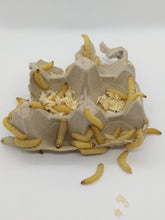 Lade das Bild in den Galerie-Viewer, Premium Bienenmaden in der Angeldose