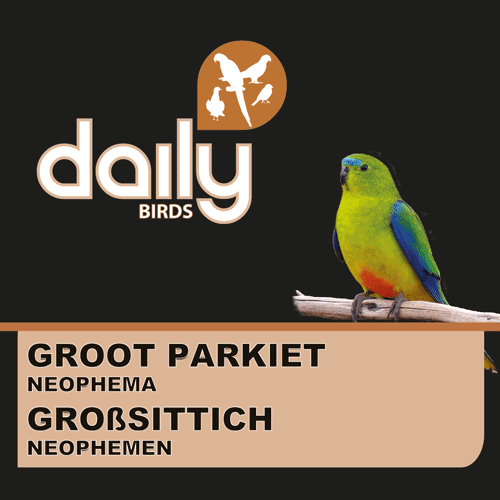 Großsittich Neophemen ohne Sonnenblumenkerne