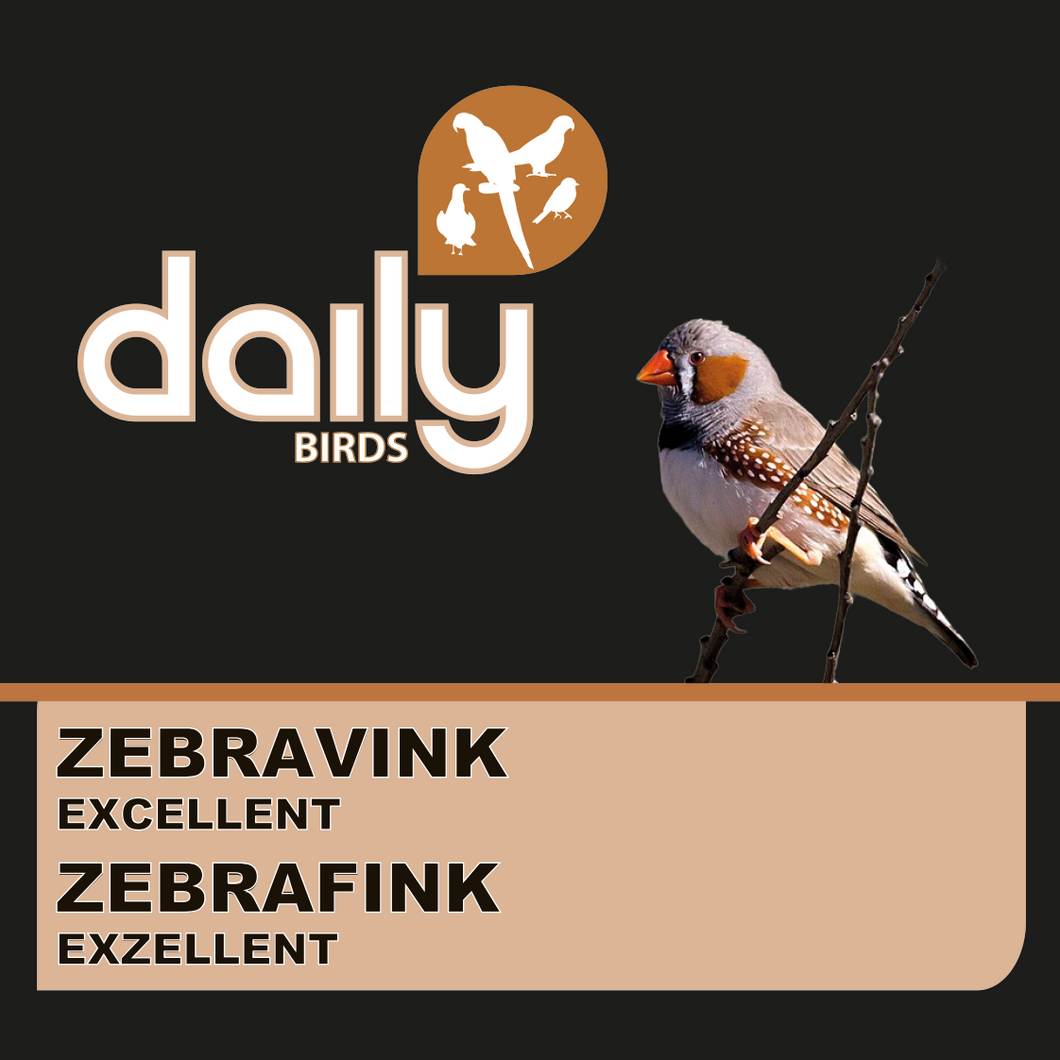 Zebrafink exzellent