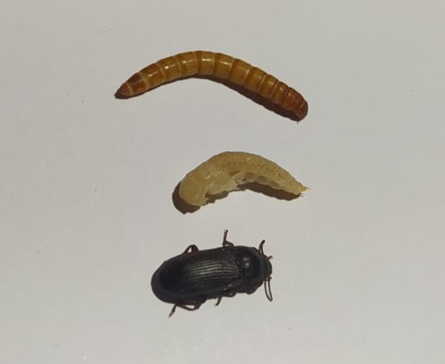 Lebensstadien von Oben nach Unten: Mehlwurm, Puppe, Mehlkäfer