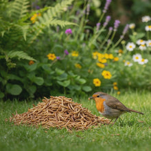 Laden und Abspielen von Videos im Galerie-Viewer, Mehlwürmer - getrocknet
