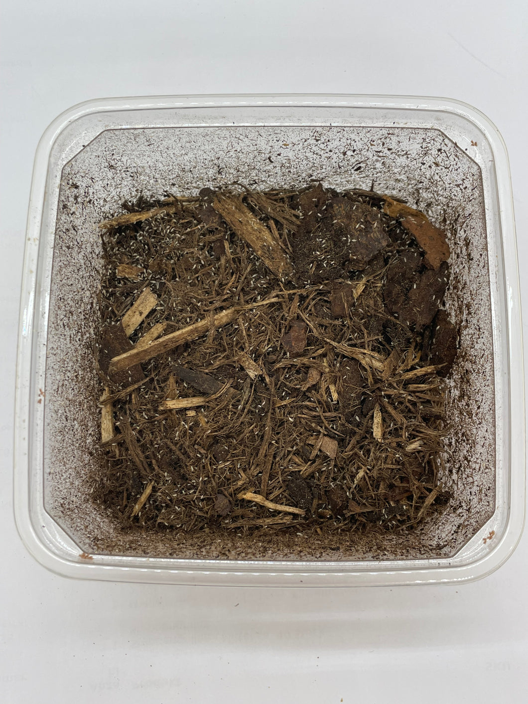 Tropische Springschwänze, 500ml Becher