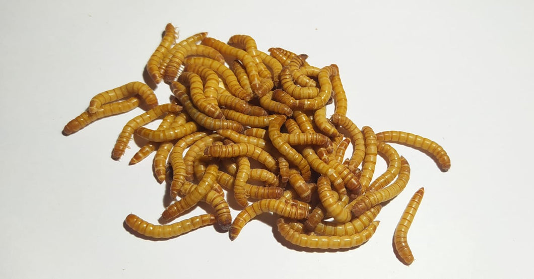 Mehlwürmer - lebend - 100g  Einzelfuttermittel