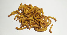 Lade das Bild in den Galerie-Viewer, Mehlwürmer - lebend - 1kg  Einzelfuttermittel
