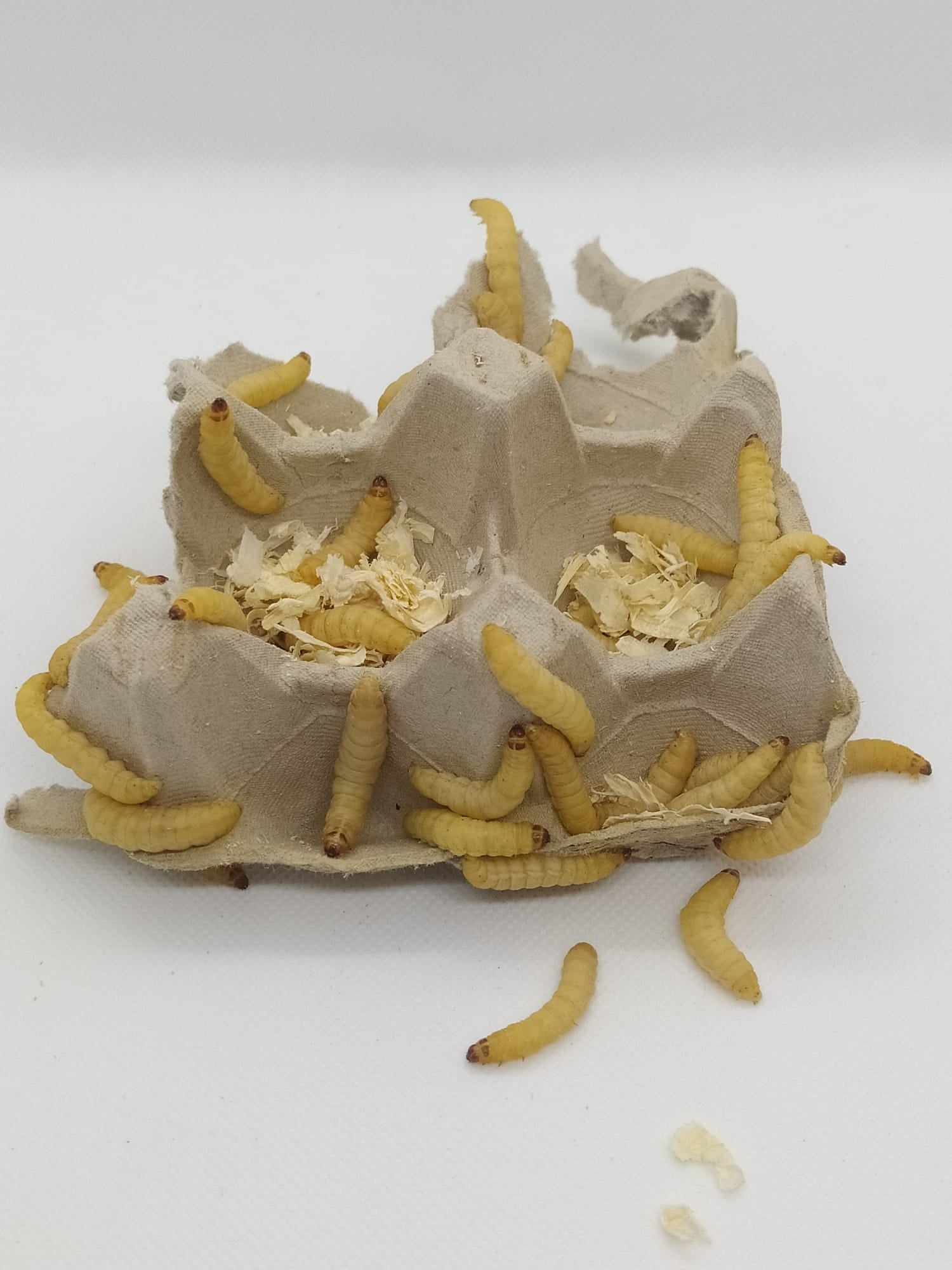 bienenmaden aufbewahren Premium Bienenmaden in der Angeldose – Die Mehlwurmfarm